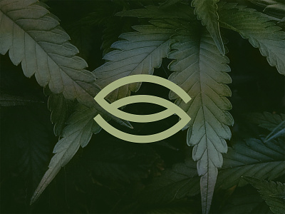 Cannabis Dispensary Logo branding cannabis design icon identity logo s vector