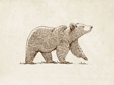 Grizzly Bear Illustration animal bear drawing illustration paper texture