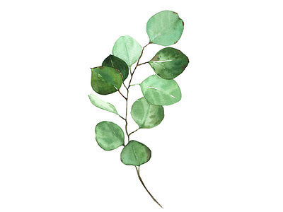 Euclyptus leaf by Planolla on Dribbble