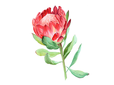 King protea tropical flower art botanical design floral flower handrawn illustration illustration flower nature painting watercolor