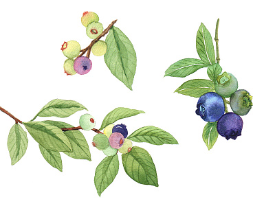 Berry watercolor set