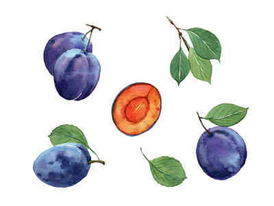 Prune fruits Watercolor art design flora fruits illustration leaves paint plants print prune watercolour