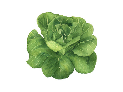 butterhead vegetable watercolor