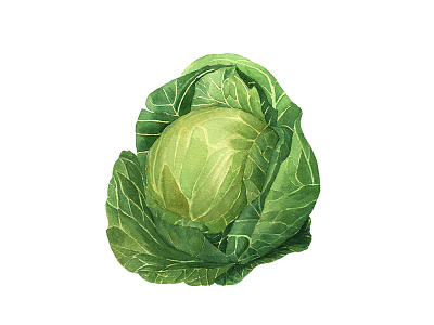 Coleslaw Vegetable Watercolor