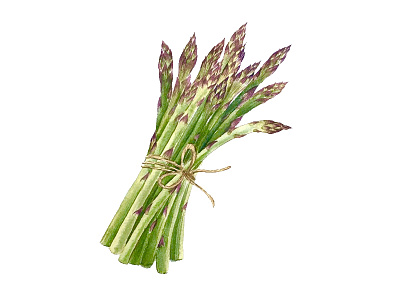 Asparagus Watercolor hand drawn