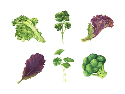 Salad Vegetables by Planolla on Dribbble