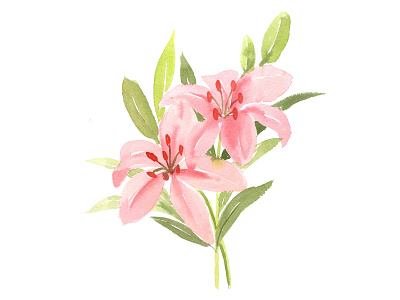 Pink Lilly Flower watercolor