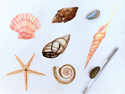 Seashell watercolour pastel
