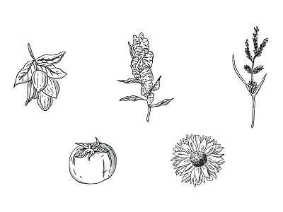 Curl Category Ingredient Illustrations drawing hair haircare illustration ingredients minimal natural plant vancouver
