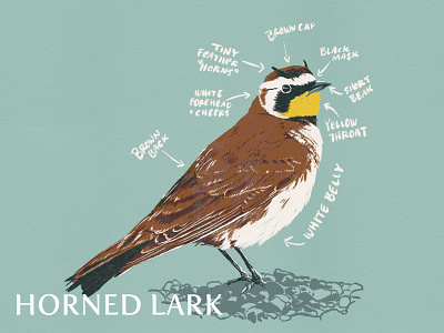 1/287 - Horned Lark audubon avian biology bird bird illustration birds digital digital illustration horned lark illustration lark native species ornithology science science art