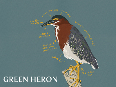 2/287 - Green Heron avian biology bird bird illustration birds digital art digital illustration green heron heron illustration science illustration