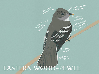 3/287 - Eastern Wood-Pewee audubon avian biology bird bird illustration bird watching birds digital art digital illustration eastern wood pewee educational identification illustration nature north america ornithology pewee