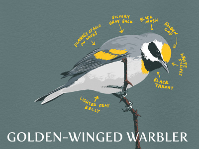 4/287 - Golden-Winged Warbler