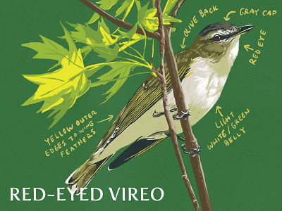 5/287 - Red-Eyed Vireo