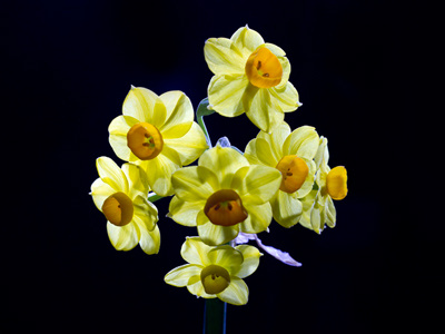 Gift From A Stranger ballard studio ballardstudio flowers photography