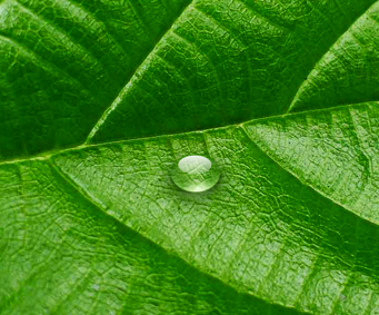 A Leaf and A drop. icon icons photoshop ui