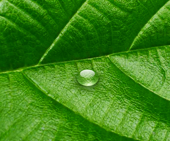 A Leaf and A drop.