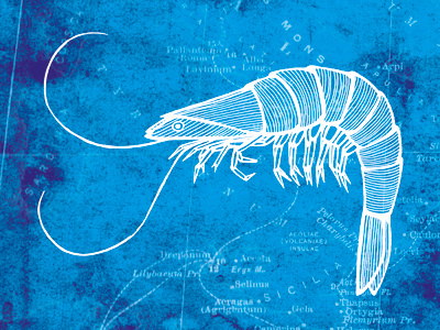 Shrimp aquatic art aquatic series blueprint illustration nautical nautical art nautical map nautical theme ocean art prawn shrimp shrimp art