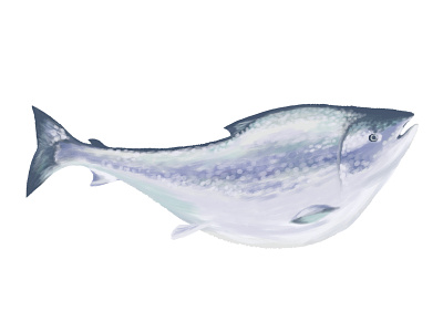 Fish fish illustration