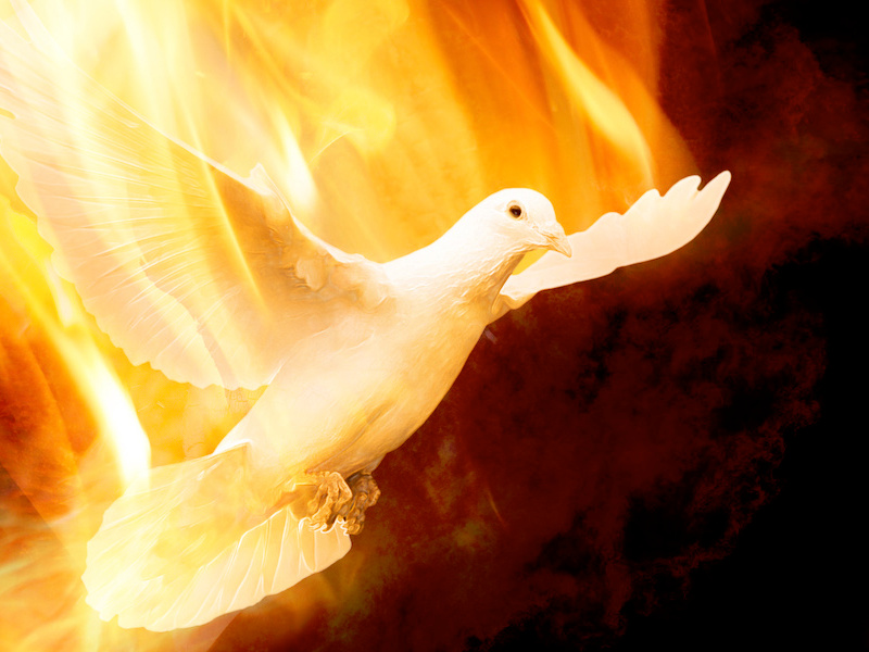 Burning Dove by Michael Prewitt on Dribbble