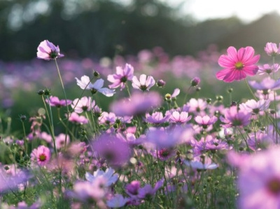 Top 10 Places to Witness the Spring Flowers at Their Best