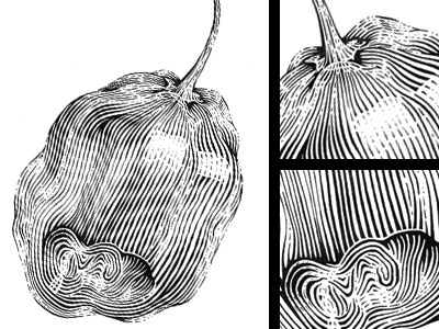 Habanero cooking engraving etching illustration ink pepper