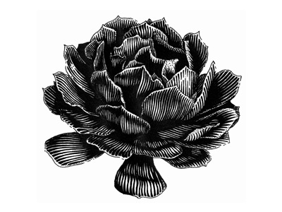 Succulent black and white engraving illustration succulent