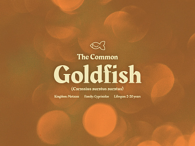The Common Goldfish bsds bubbles design fish goldfish orange rakkas snack thunderdome type