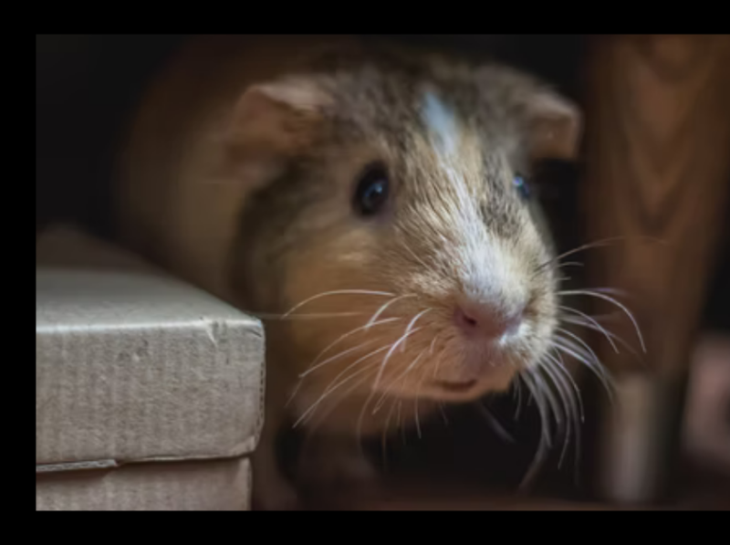 Can Guinea Pigs see in the Dark? Ultimate Guide 2021 by Robert Jones on