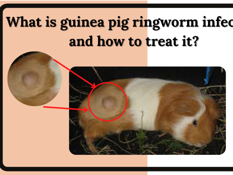 All you need to know about guinea pig ringworm infection? by Robert ...