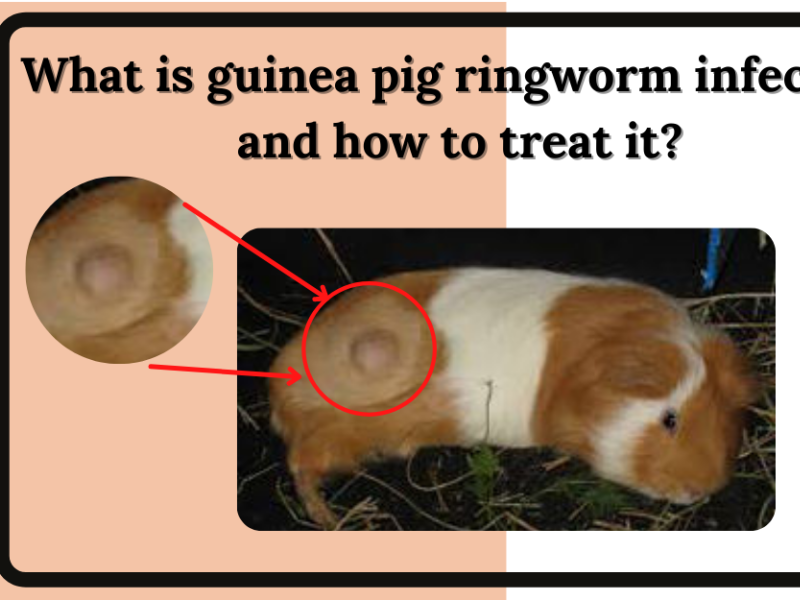 All you need to know about guinea pig ringworm infection? by Robert