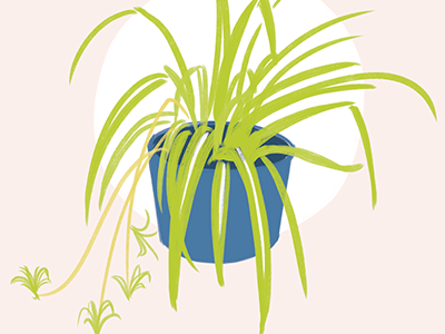 Spider Plant drawing illustration plant