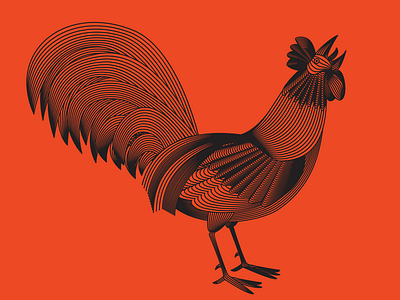 Gallo coral illustration lines noblanco orange rooster vector