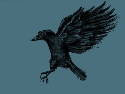 Crow - Game of Thrones black crow dark blue fan art game of thrones illustration noblanco pencil sketch