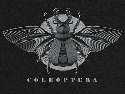 Coleoptera (detail) beetle black coleoptera cotton bureau illustration lines noblanco scarab vector