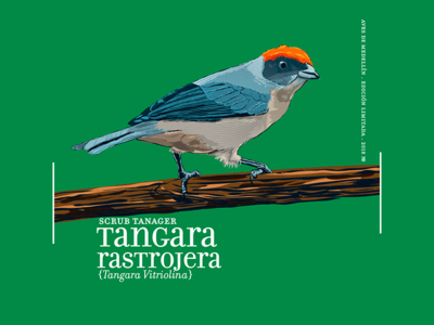 Calendar 2018 12 bird blue calendar2018 gray green illustration noblanco orange vectors