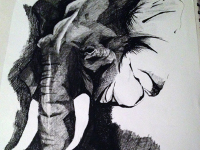Nellyphant Crop black and white crosshatching illustration pen and ink