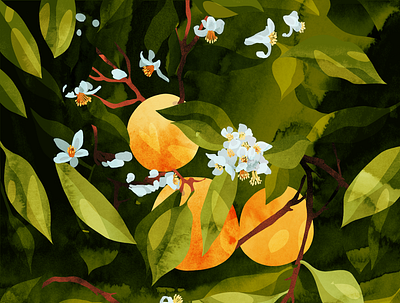 oranges branding by maja pučko design graphic design illustration