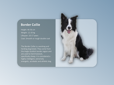 Daily UI 045 - Info Card black blue bordercollie card challenge dailyui dailyuichallenge design dog info infocard ui uxui white
