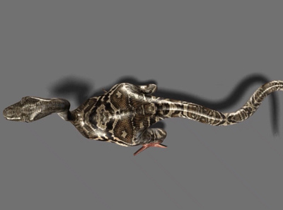3D Dino 3d animation dinosaurs graphic design vfx