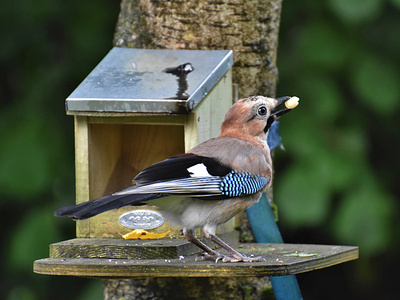 Feeding Bird