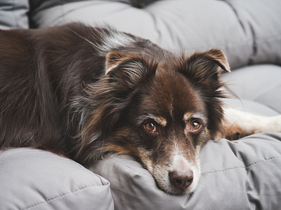 Australian Sheppard is Waiting for Dada