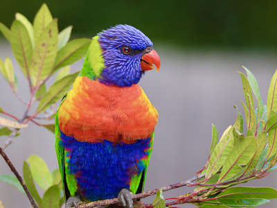 Lorikeet Bird