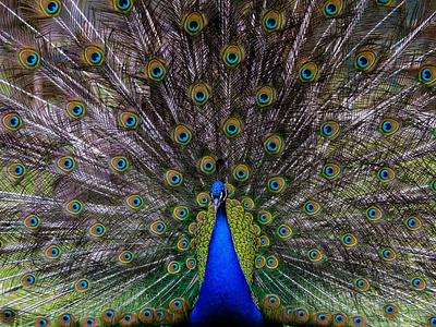 Peacock