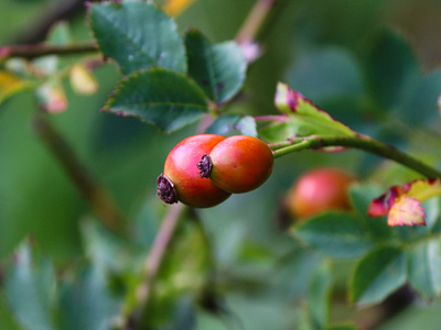 Rosehips