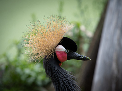 Grey Crowned Crane