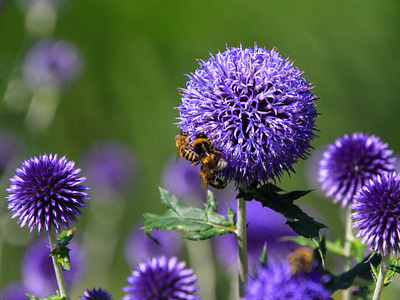Echinops Thistle Bees