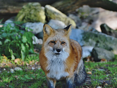 Red Fox