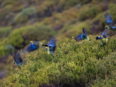 Parrots - Freedom