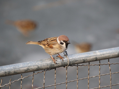 Sparrow - Childhood Bird